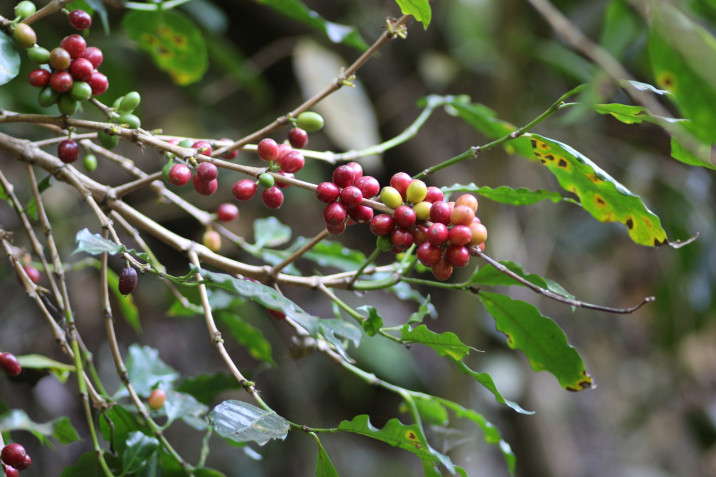 Coffea arabica piantata in Kenya nel Bosco d’Impresa FioreRosalba.com