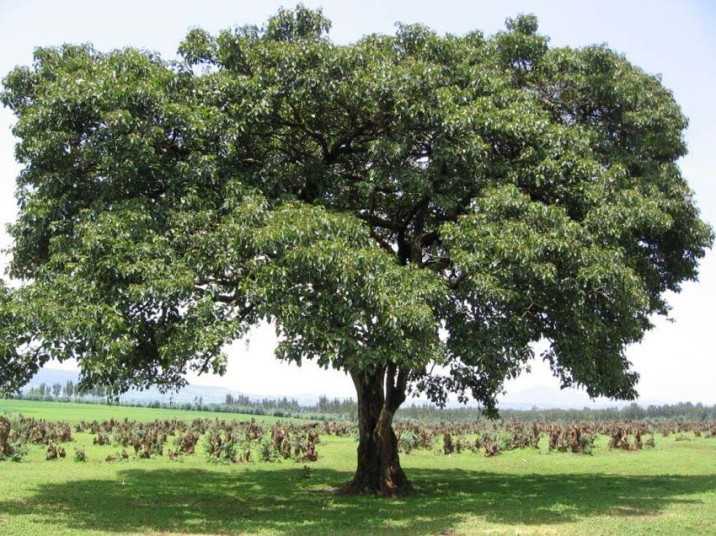 Cordia africana piantata in Kenya nel Bosco d’Impresa FioreRosalba.com