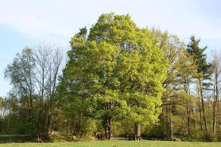 Acer campestre piantato in Francia nel Bosco d’Impresa FioreRosalba.com