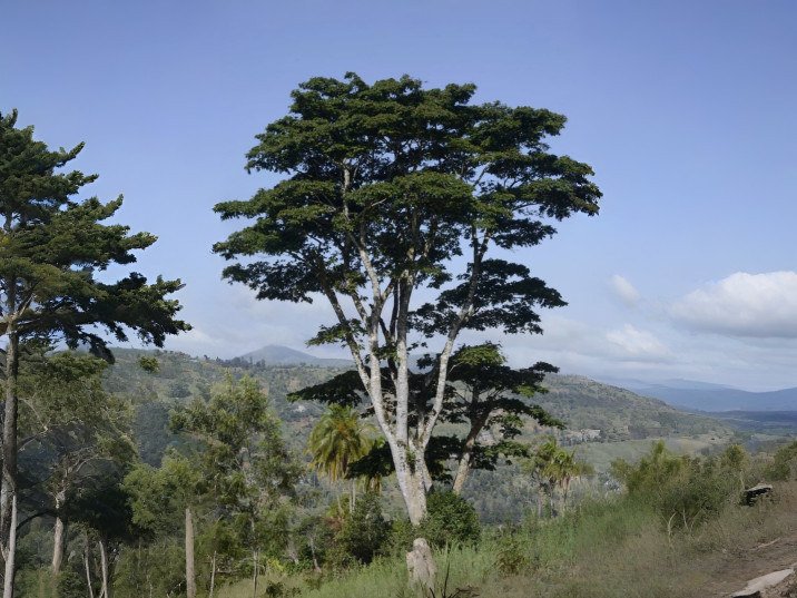 Albizia gummifera piantata in Tanzania nel Bosco d’Impresa FioreRosalba.com