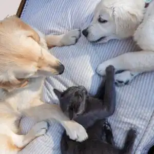 Cani e gatto insieme in un contesto di cura e convivenza – corso Operatore Animal Care