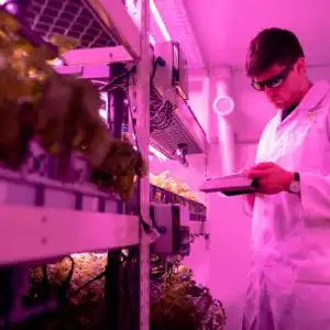 laurea agraria scienze alimentazione