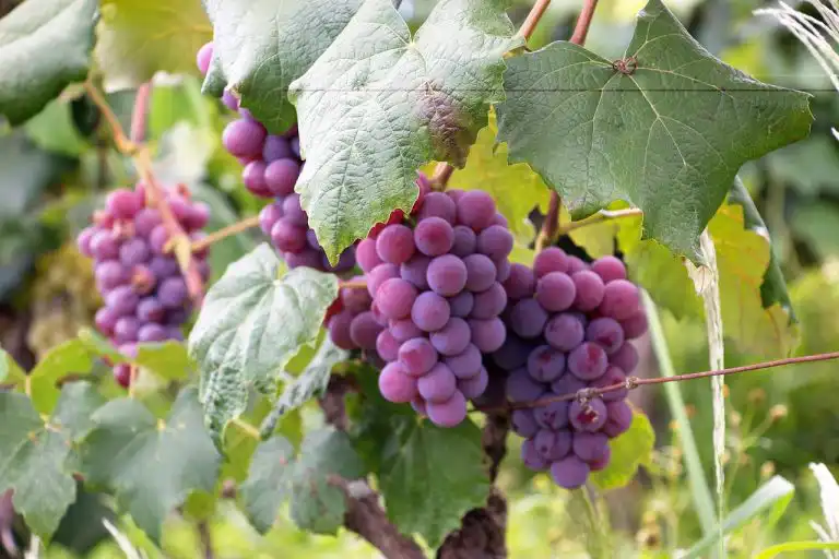 Grappolo uva per vino